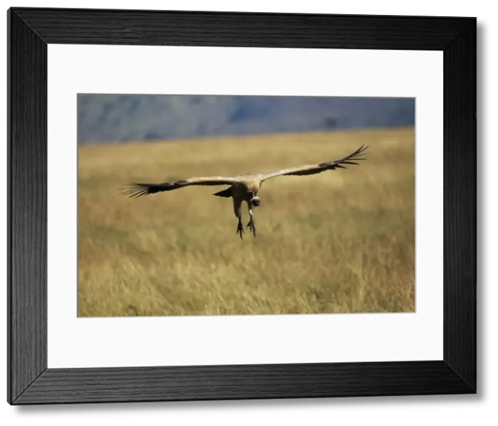 Framed Print : African White-backed Vulture - coming in to land Framed Print : African White-backed Vulture - coming in to land