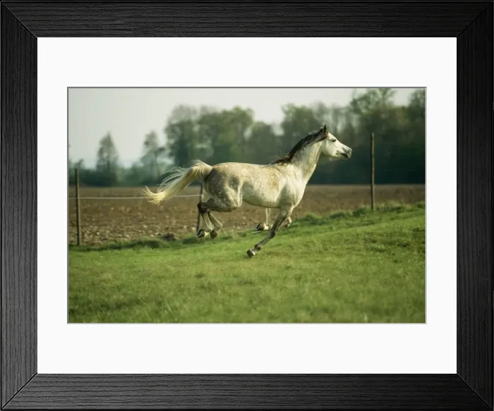 Framed Print : Horse WAT 3155 Grey Arab Mare, galloping. © M. Watson / ARDEA LONDON Framed Print : Horse WAT 3155 Grey Arab Mare, galloping. © M. Watson / ARDEA LONDON