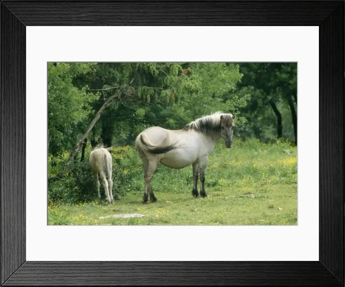 Framed Print : Tarpan WAT 3209 Wild Horse © M. Watson / ARDEA LONDON Framed Print : Tarpan WAT 3209 Wild Horse © M. Watson / ARDEA LONDON