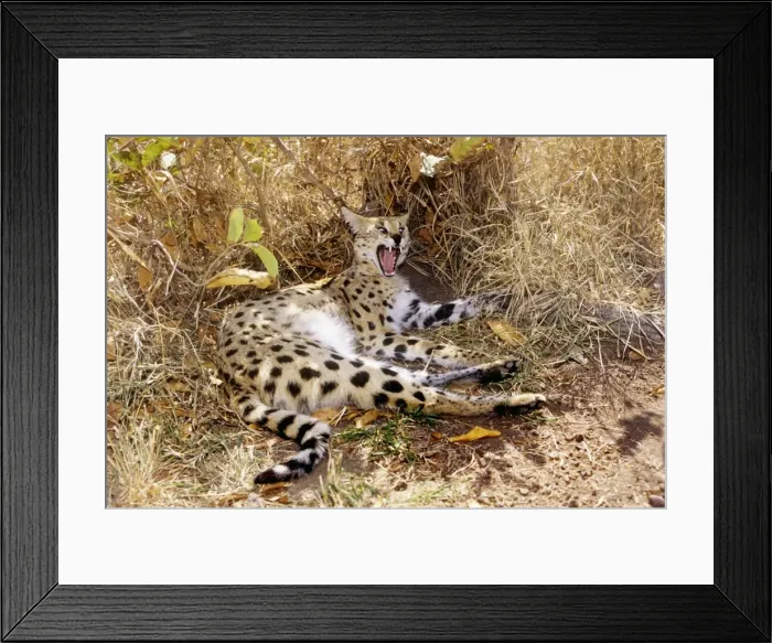 Framed Print : Serval - resting & yawning Framed Print : Serval - resting & yawning