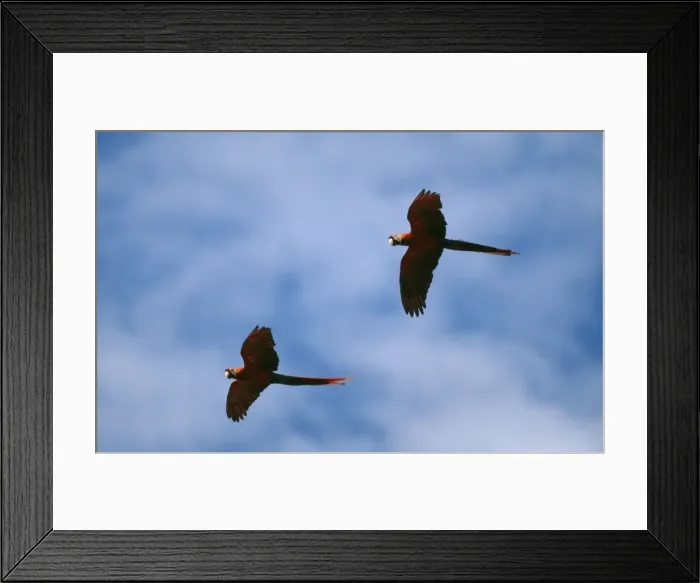 Framed Print : Scarlet Macaw WAT 3557 x 2 in flight Ara macao © M. Watson / ARDEA LONDON Framed Print : Scarlet Macaw WAT 3557 x 2 in flight Ara macao © M. Watson / ARDEA LONDON