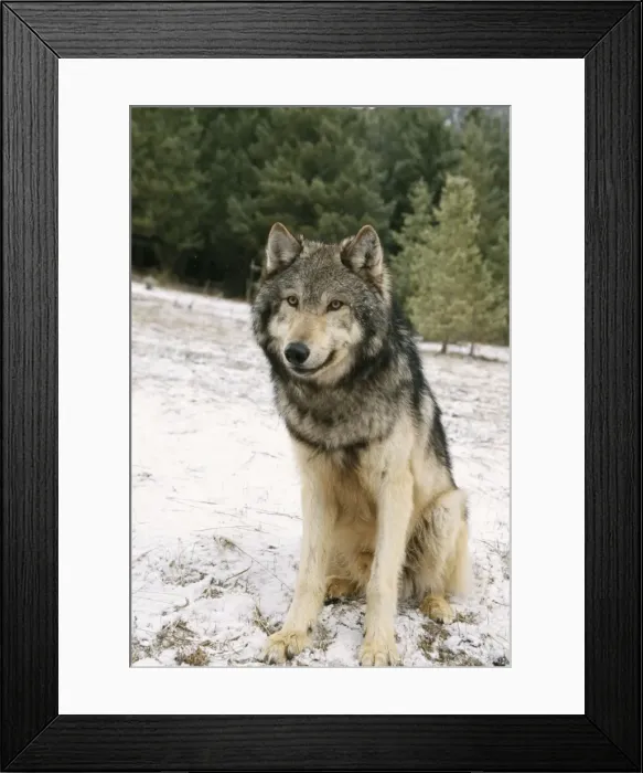 Framed Print : Wolf WAT 3884 Canis lupus © M. Watson / ARDEA LONDON Framed Print : Wolf WAT 3884 Canis lupus © M. Watson / ARDEA LONDON
