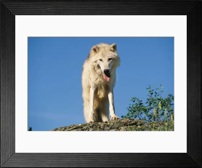 Framed Print : Tundra Arctic Wolf WAT 3934 Panting wolf with tongue extended Canis lupus tundrorum © M. Watson / ARDEA LONDON Framed Print : Tundra Arctic Wolf WAT 3934 Panting wolf with tongue extended Canis lupus tundrorum © M. Watson / ARDEA LONDON