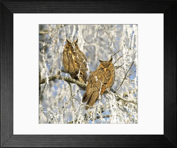 Framed Print : Long-eared Owl Framed Print : Long-eared Owl