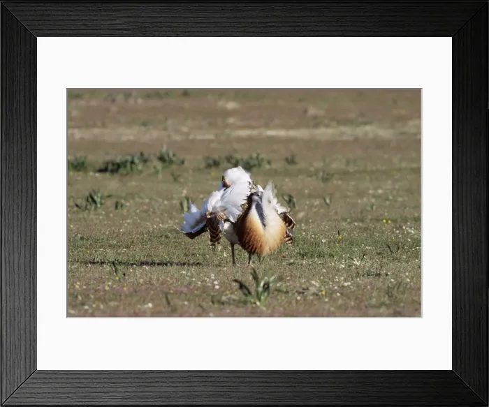 Framed Print : Great Bustard WAT 401 Display Otis tarda © M. Watson / ARDEA LONDON Framed Print : Great Bustard WAT 401 Display Otis tarda © M. Watson / ARDEA LONDON