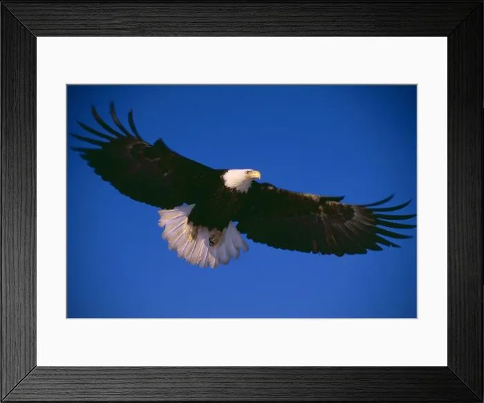 Framed Print : Bald Eagle WAT 4083 Haliaetus leucocephalus © M. Watson / ARDEA LONDON Framed Print : Bald Eagle WAT 4083 Haliaetus leucocephalus © M. Watson / ARDEA LONDON