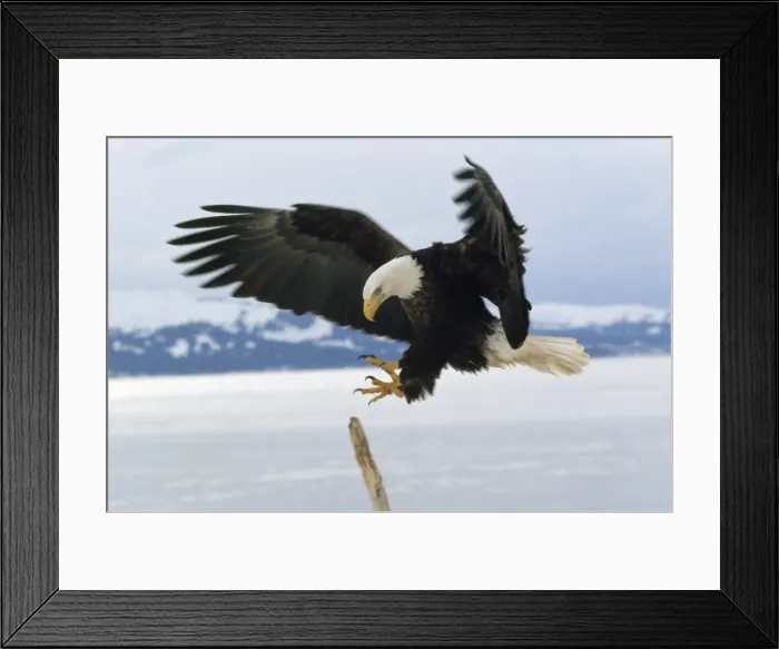 Framed Print : Bald Eagle - landing Framed Print : Bald Eagle - landing