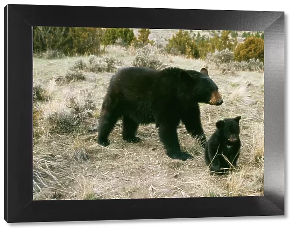 Black Bear WAT 4181 Parent & young Ursus americanus © M. Watson  /  ARDEA LONDON