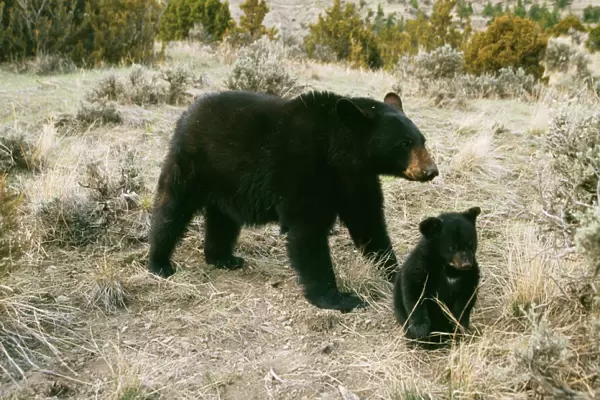 Black Bear WAT 4181 Parent & young Ursus americanus © M. Watson  /  ARDEA LONDON