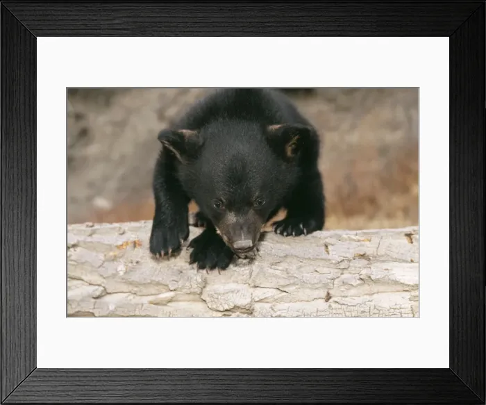 Framed Print : Black Bear WAT 4199 Cub three months old Ursus americanus © M. Watson / ARDEA LONDON Framed Print : Black Bear WAT 4199 Cub three months old Ursus americanus © M. Watson / ARDEA LONDON