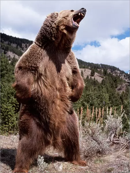 Grizzly Bear WAT 4216 Standing Ursus arctos horribilis © M, Watson ARDEA LONDON