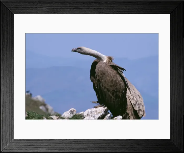 Framed Print : Griffon Vulture WAT 437 Gyps fulvus © M. Watson ARDEA LONDON Framed Print : Griffon Vulture WAT 437 Gyps fulvus © M. Watson ARDEA LONDON