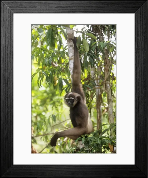 Framed Print : Muller's Gibbon Borneo Framed Print : Muller's Gibbon Borneo