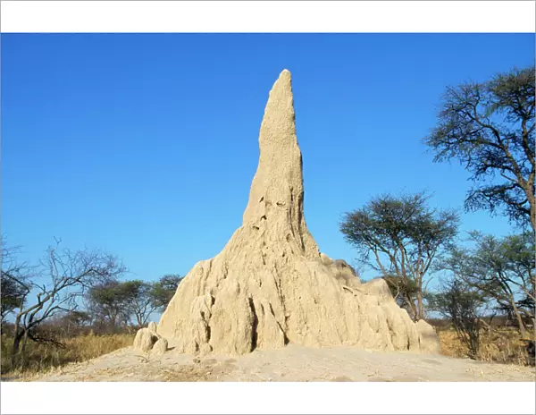 Termite Mound Chitabe, Okavango Delta, Botswana