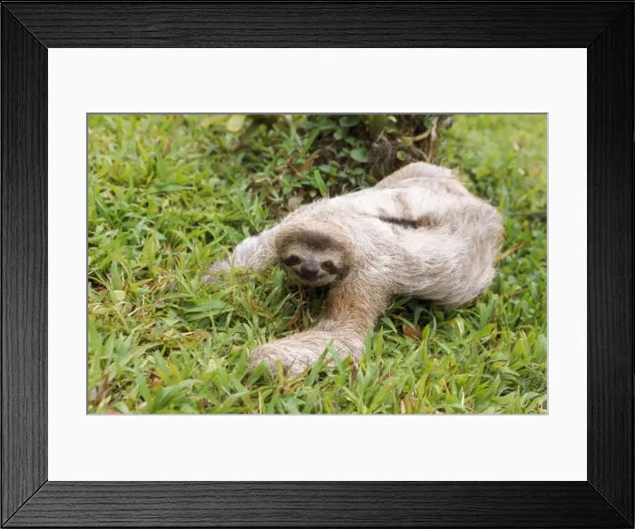 Framed Print : Brown-throated 3 Toed Sloth - male Costa Rica Framed Print : Brown-throated 3 Toed Sloth - male Costa Rica