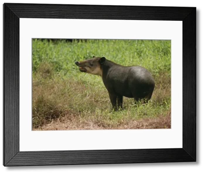 Framed Print : Baird's Tapir WAT 4739 Central American Taipirus bairdi © M. Watson / ARDEA LONDON Framed Print : Baird's Tapir WAT 4739 Central American Taipirus bairdi © M. Watson / ARDEA LONDON
