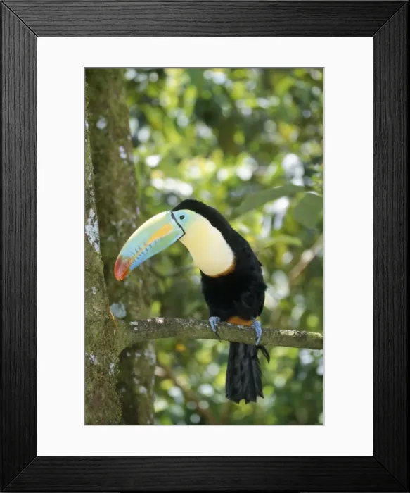 Framed Print : Keel-billed Toucan - on branch Costa RIca Framed Print : Keel-billed Toucan - on branch Costa RIca