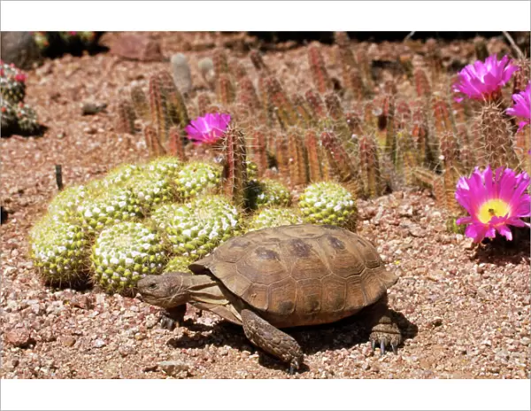 Desert Tortoise WAT 4915 Arizona, USA. Gopherus agassizii © M. Watson  /  ARDEA LONDON