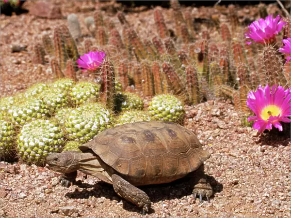 Desert Tortoise WAT 4915 Arizona, USA. Gopherus agassizii © M. Watson  /  ARDEA LONDON