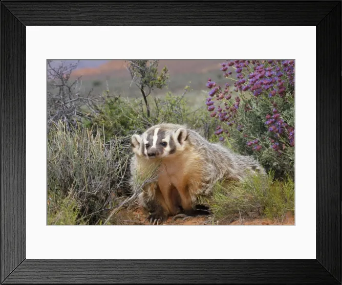 Framed Print : American Badger - in its habitat Framed Print : American Badger - in its habitat