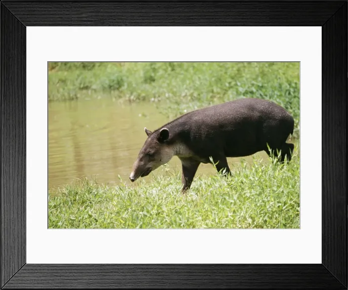 Framed Print : Central American Tapir WAT 5023 Costa Rica Tapirus bairdi © M. Watson / ARDEA LONDON Framed Print : Central American Tapir WAT 5023 Costa Rica Tapirus bairdi © M. Watson / ARDEA LONDON