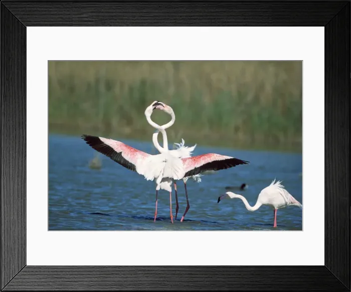 Framed Print : Greater Flamingo - courtship