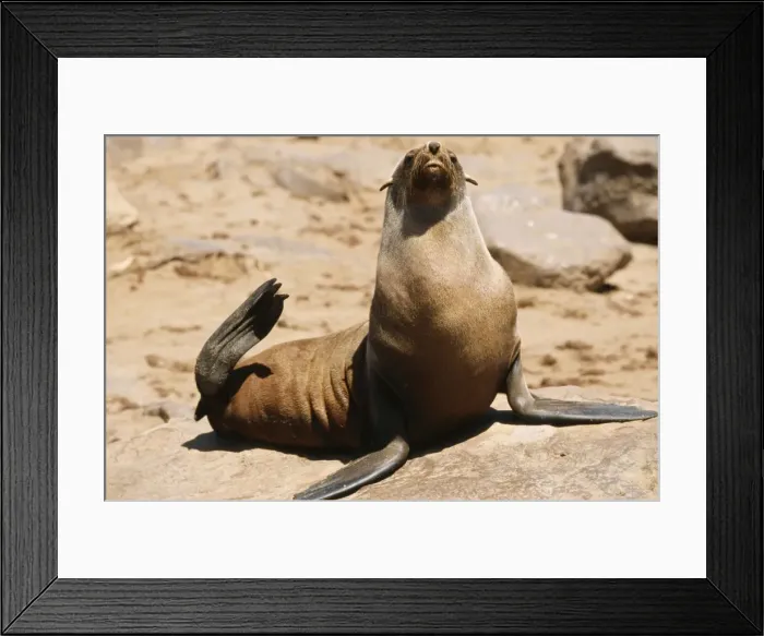 Framed Print : Cape Fur Seal WAT 5272 Nambia Africa Arctocephalus pusillius © M. Watson / ARDEA LONDON Framed Print : Cape Fur Seal WAT 5272 Nambia Africa Arctocephalus pusillius © M. Watson / ARDEA LONDON