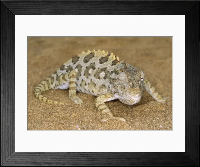 Framed Print : Namaqua Chameleon Framed Print : Namaqua Chameleon