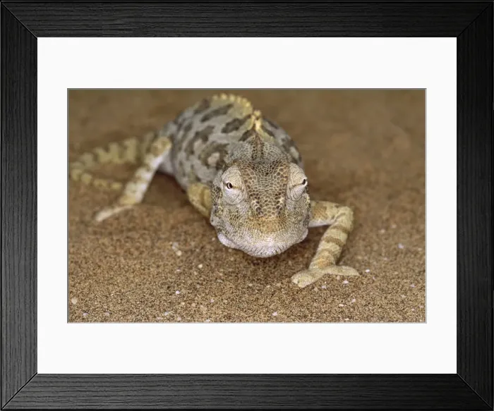 Framed Print : Namaqua Chameleon Framed Print : Namaqua Chameleon