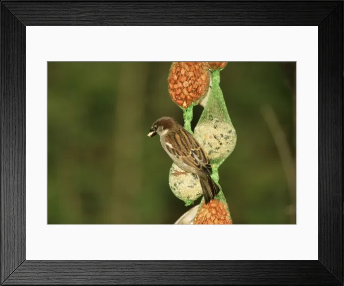 Framed Print : House Sparrow WAT 5422 On bird feeder © M. Watson / ARDEA LONDON Framed Print : House Sparrow WAT 5422 On bird feeder © M. Watson / ARDEA LONDON