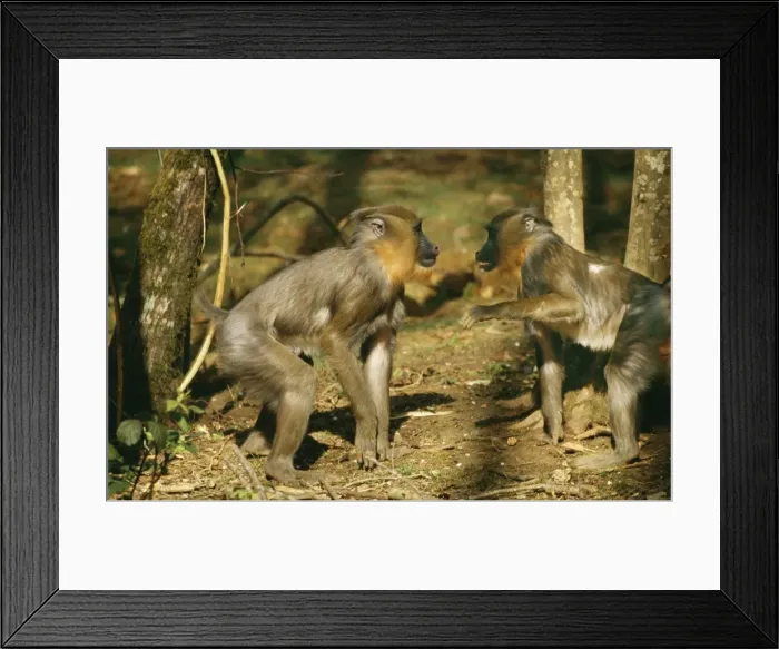 Framed Print : Mandrill Baboon WAT 5461 Fighting Mandrillus sphinx © M. Watson / ARDEA LONDON Framed Print : Mandrill Baboon WAT 5461 Fighting Mandrillus sphinx © M. Watson / ARDEA LONDON