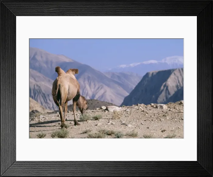 Framed Print : Bactrian Camel WAT 5560 Pamir Plateau, Gobi Desert Xinjiang China Camelus bactrianus © M. Watson / ARDEA LONDON Framed Print : Bactrian Camel WAT 5560 Pamir Plateau, Gobi Desert Xinjiang China Camelus bactrianus © M. Watson / ARDEA LONDON