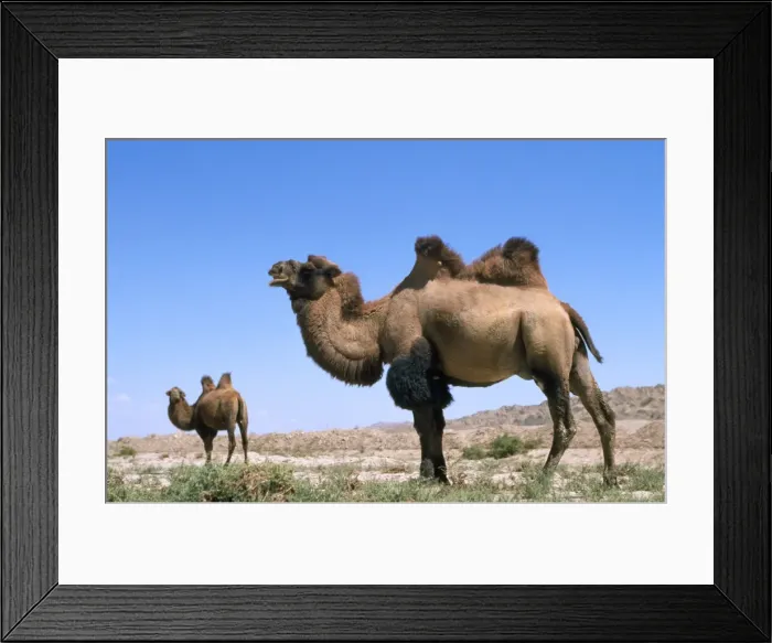 Framed Print : Bactrian Camel Pamir Plateau, Gobi Desert, Xinjiang, China Framed Print : Bactrian Camel Pamir Plateau, Gobi Desert, Xinjiang, China