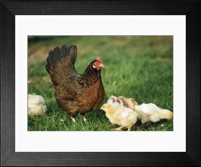 Framed Print : Domestic Chicken WAT 5658 With chicks © M. Watson / ARDEA LONDON Framed Print : Domestic Chicken WAT 5658 With chicks © M. Watson / ARDEA LONDON