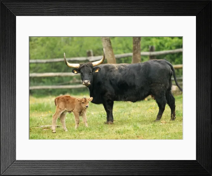 Framed Print : Aurochs WAT 5691 Wild ancestor of domestic cattle - with calf Bos primigenius © M. Watson / ARDEA LONDON Framed Print : Aurochs WAT 5691 Wild ancestor of domestic cattle - with calf Bos primigenius © M. Watson / ARDEA LONDON
