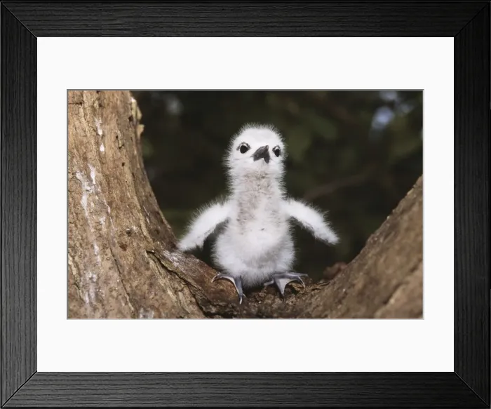 Framed Print : Fairy Tern WAT 5770 Chick Gygis alba monte © M. Watson / ARDEA LONDON Framed Print : Fairy Tern WAT 5770 Chick Gygis alba monte © M. Watson / ARDEA LONDON
