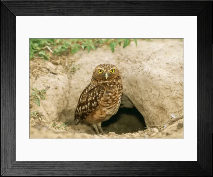 Framed Print : Burrowing Owl WAT 5936 Speotyto cunicularia © M. Watson / ARDEA LONDON Framed Print : Burrowing Owl WAT 5936 Speotyto cunicularia © M. Watson / ARDEA LONDON
