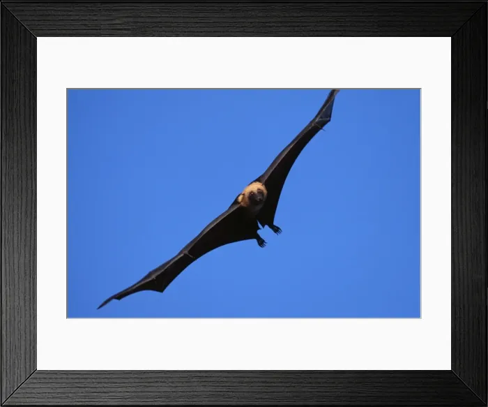 Framed Print : Flying Fox WAT 6127 Pteropus seychellensis © M. Watson / ARDEA LONDON Framed Print : Flying Fox WAT 6127 Pteropus seychellensis © M. Watson / ARDEA LONDON