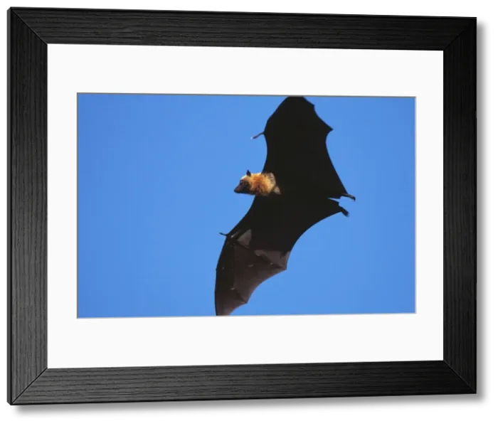 Framed Print : Flying Fox WAT 6130 Pteropus seychellensis © M. Watson / ARDEA LONDON Framed Print : Flying Fox WAT 6130 Pteropus seychellensis © M. Watson / ARDEA LONDON