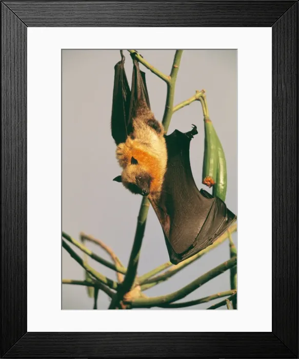 Framed Print : Seychelles Flying Fox WAT 6136 Hanging upside down Pteropus seychellensis © M. Watson / ARDEA LONDON Framed Print : Seychelles Flying Fox WAT 6136 Hanging upside down Pteropus seychellensis © M. Watson / ARDEA LONDON