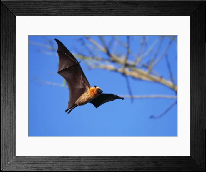 Framed Print : Seychelles Flying Fox WAT 6197 In flight Pterpus seychellensis © M. Watson / ARDEA LONDON Framed Print : Seychelles Flying Fox WAT 6197 In flight Pterpus seychellensis © M. Watson / ARDEA LONDON