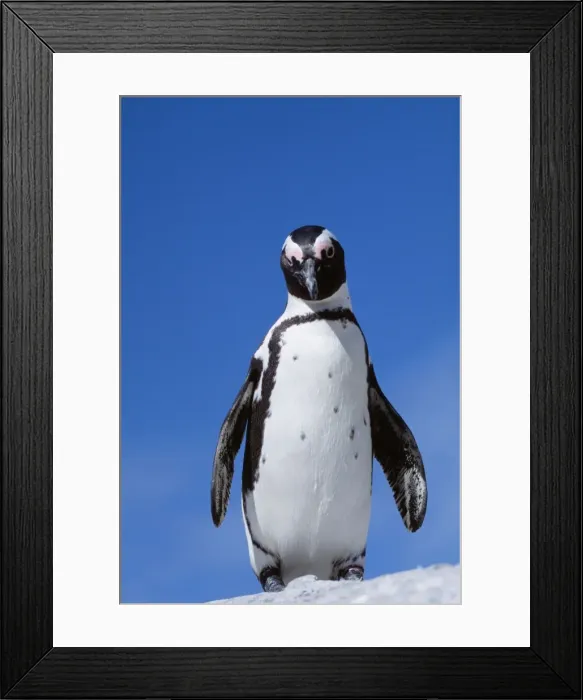 Framed Print : Jackass Penguin WAT 6233 Spheniscus demersus © M. Watson / ARDEA LONDON Framed Print : Jackass Penguin WAT 6233 Spheniscus demersus © M. Watson / ARDEA LONDON