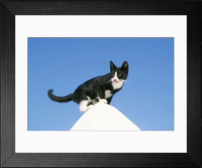 Framed Print : Cat WAT 6289 Black & White Greek Cat on white pinnacle. © M. Watson / ARDEA LONDON Framed Print : Cat WAT 6289 Black & White Greek Cat on white pinnacle. © M. Watson / ARDEA LONDON