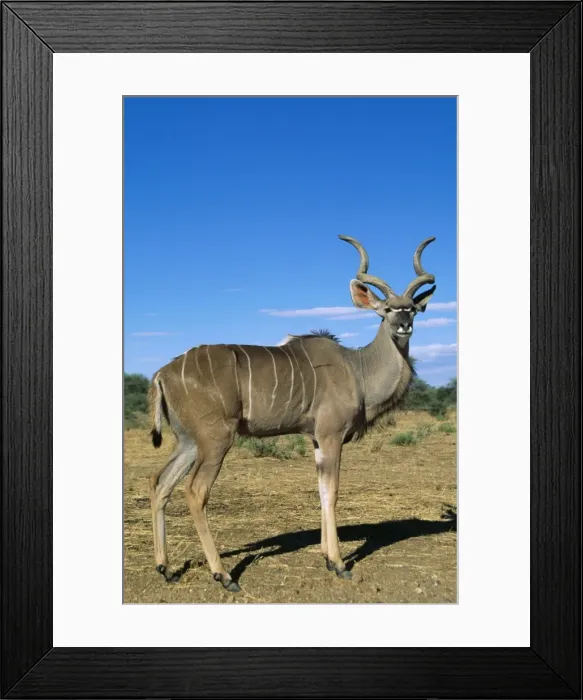 Framed Print : Greatet Kudu WAT 6340 Africa Tragelaphus strepsiceros © M. Watson / ARDEA LONDON Framed Print : Greatet Kudu WAT 6340 Africa Tragelaphus strepsiceros © M. Watson / ARDEA LONDON