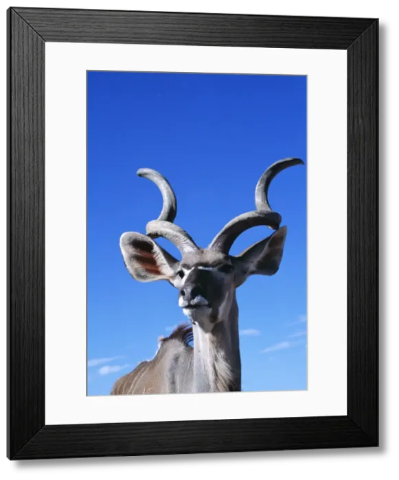 Framed Print : Greater Kudu WAT 6343 Tragelaphus strepsiceros © M. Watson / ARDEA LONDON Framed Print : Greater Kudu WAT 6343 Tragelaphus strepsiceros © M. Watson / ARDEA LONDON