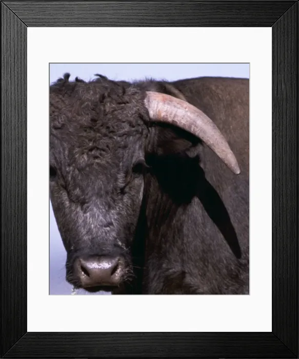Framed Print : Spanish Bull WAT 637 (C) Cattle. Head shot crop © M. Watson / ARDEA LONDON Framed Print : Spanish Bull WAT 637 (C) Cattle. Head shot crop © M. Watson / ARDEA LONDON