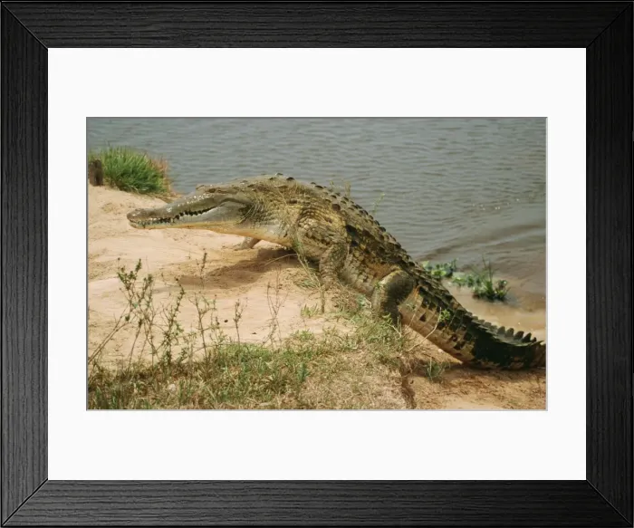 Framed Print : Orinoco Crocodile WAT6468 Crocodilus intermedius © M. Watson / ARDEA LONDON Framed Print : Orinoco Crocodile WAT6468 Crocodilus intermedius © M. Watson / ARDEA LONDON