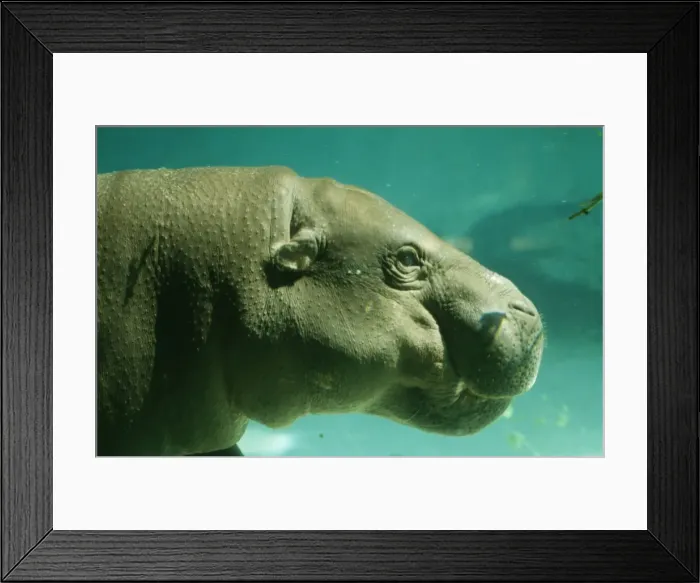 Framed Print : Pygmy Hippo WAT 6498 Choerpsis liberiensis © M. Watson / ARDEA LONDON Framed Print : Pygmy Hippo WAT 6498 Choerpsis liberiensis © M. Watson / ARDEA LONDON