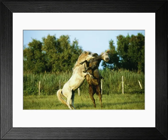 Framed Print : Camargue Horse WAT 6617 Two Fighting. © M. Watson / ARDEA LONDON Framed Print : Camargue Horse WAT 6617 Two Fighting. © M. Watson / ARDEA LONDON