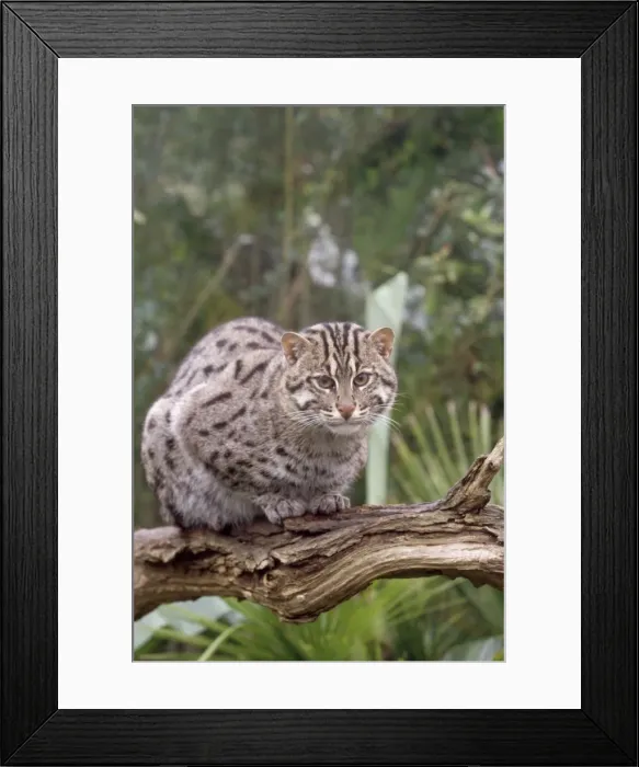 Framed Print : Fishing Cat - sitting on branch Framed Print : Fishing Cat - sitting on branch